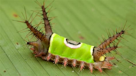 10 Most Terrifying Insects In The World .